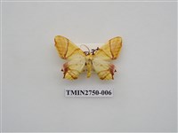 藏品(尺蛾316)的圖片